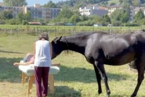 shiatsu et cheval