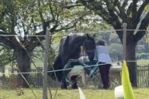 shiatsu et cheval